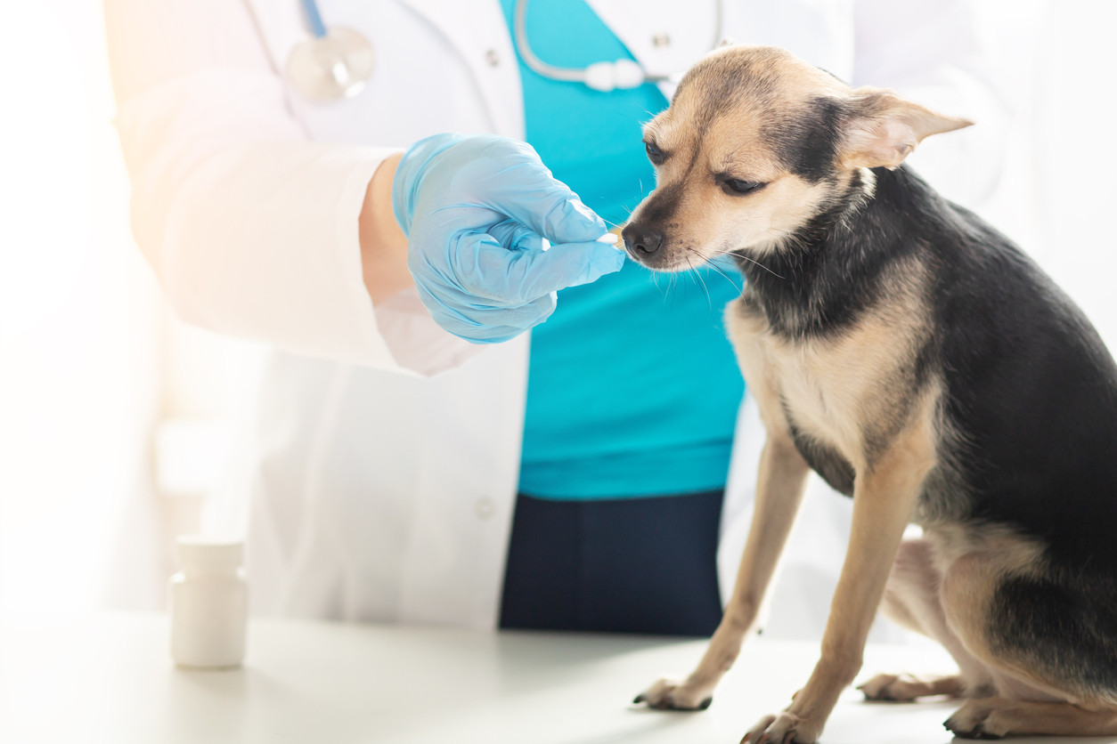 (P) Ce medicamente veterinare sunt potrivite pentru tratarea rănilor la animale?