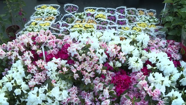 Festival dedicat florilor, în Parcul Drumul Taberei din București. 13 grădini tematice i-au uimit pe vizitatori