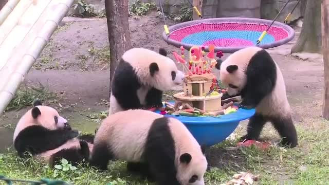 Petrecere specială la o grădină zoologică. Angajații au sărbătorit o pereche de panda gemeni