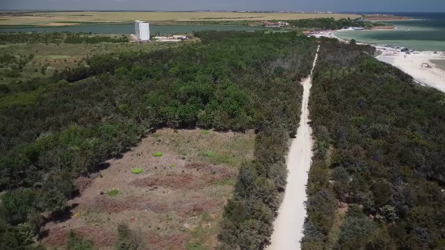 Ultima pădure a litoralului românesc este în pericol. Hectare întregi au fost defrișate