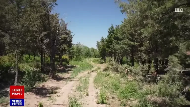 Ultima pădure a litoralului românesc este în pericol. Hectare întregi au fost defrișate