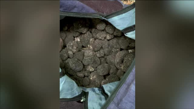 Trei bărbaţi şi două femei din judeţul Bacău au fost prinşi la furat trufe. Ce amendă au primit