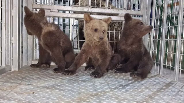 O ursoaică împreună cu puii ei au ajuns în rezervaţia naturală de la Zărneşti, după ce au „vizitat” mai multe case de vacanță