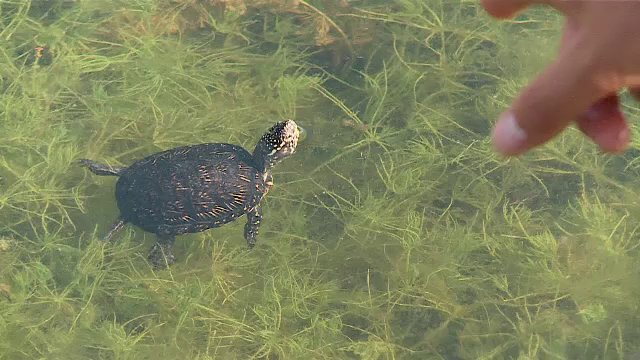 10 țestoase dintr-o specie protejată, deținute ilegal, au fost eliberate în mediu lor natural, după ce au fost abandonate