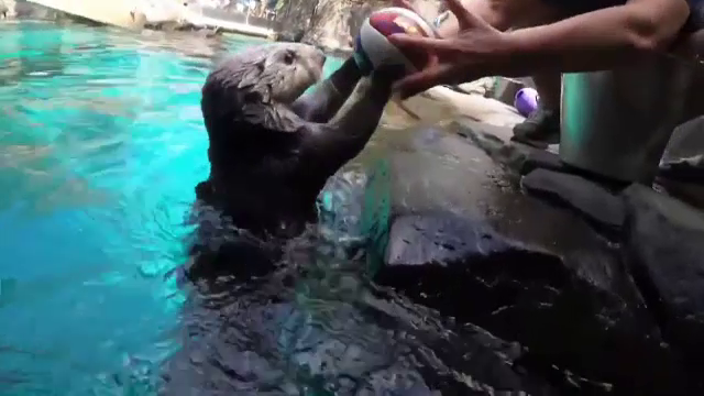 O vidră care are probleme cu articulațiile s-a apucat de sport și a uimit pe toată lumea cu talentul ei la baschet