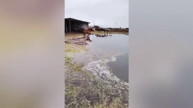 Furtuna și ploaia au făcut prăpăd în Dolj. Un adăpost de animale a fost inundat