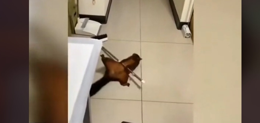 Veverița care și-a înscenat propria moarte. Imaginile au devenit virale | VIDEO