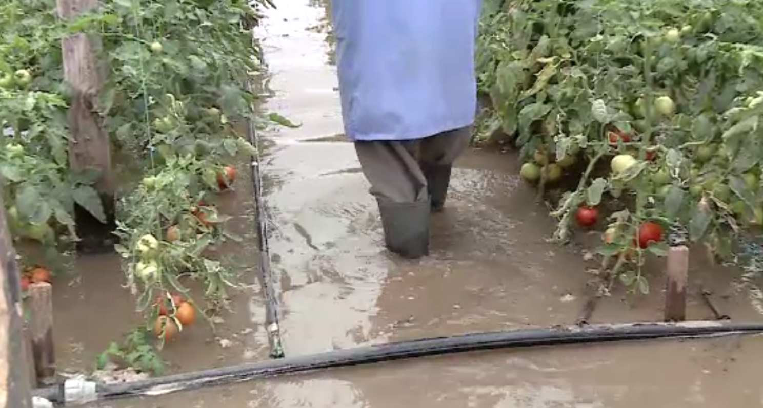 Fermierii din Desa și-au pierdut toate culturile în inundații. Au mai plătit și vidanje să le scoată apa din grădini