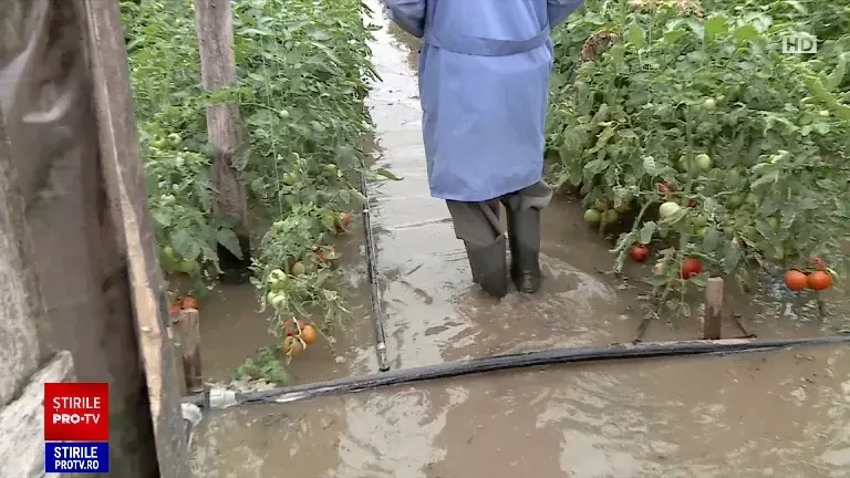 Fermierii din Desa și-au pierdut toate culturile în inundații. Au mai plătit și vidanje să le scoată apa din grădini
