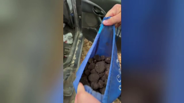 Un bărbat din Bacău a fost prins de jandarmi cu patru kilograme de trufe în pădurea din comuna Pânceşti