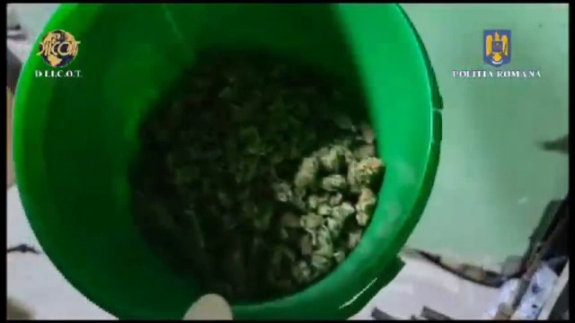 Descinderi în Prahova. Șapte indivizi sunt bănuiți că ar fi cultivat și comercializat droguri de risc