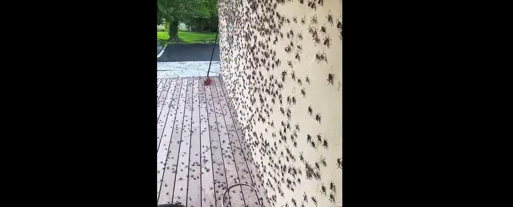 Milioane de creaturi canibale au stârnit teamă și îngrijorare după ce au invadat străzile unui oraș. „Defechează peste tot”