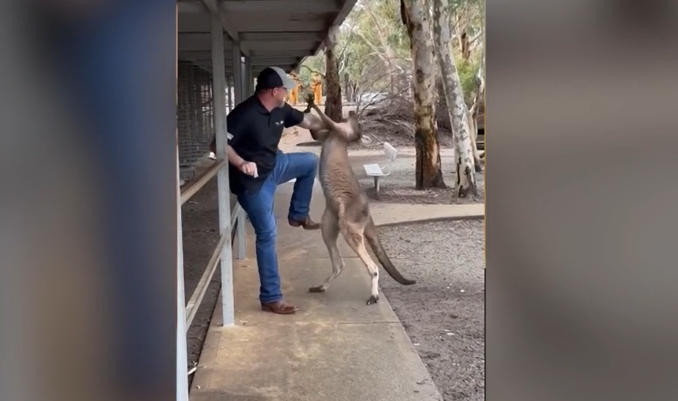 Un cangur agresiv a atacat mai multe persoane, într-un sanctuar. Un bărbat a sărit în apărarea unei femei. VIDEO