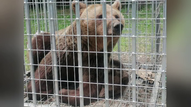 În ultima sa zi la Ministerul Mediului, Tanzcos Barna a semnat ordinul care permite împușcarea a sute de urși