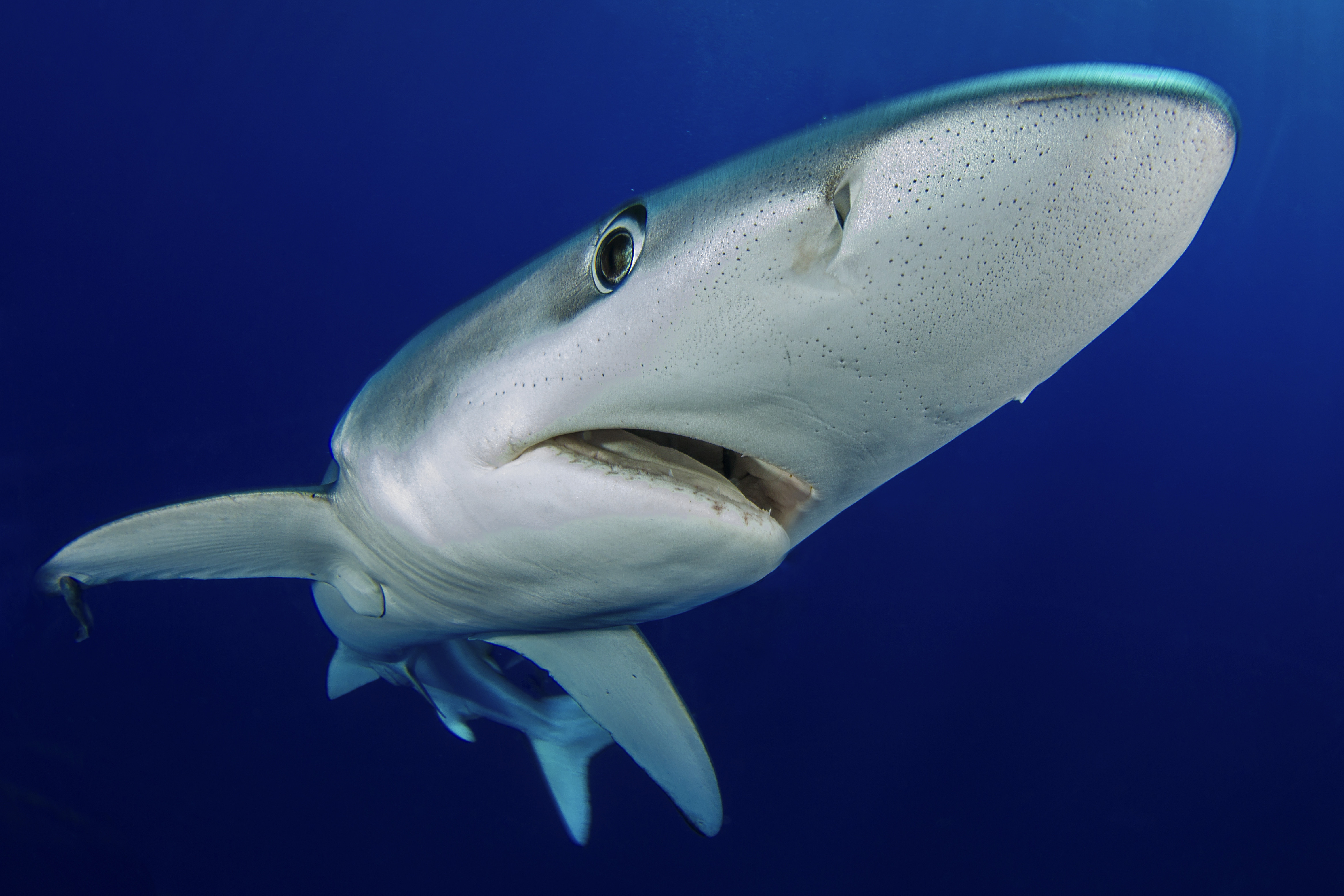 Se întâmplă în Europa. Zeci de oameni au fugit îngroziți din mare, după ce au văzut un rechin uriaș care le dădea târcoale