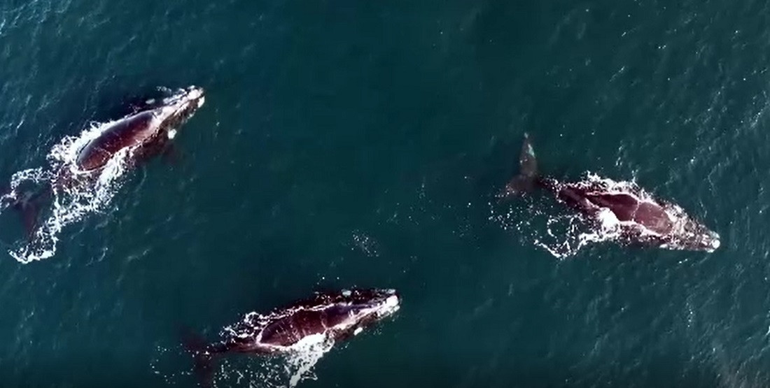 Balenele drepte fac senzație în Patagonia. Mii de oameni merg să le vadă