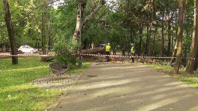 Femeie rănită într-un parc din București, de un copac doborât de vânt. ”Trecem zilnic pe aici”