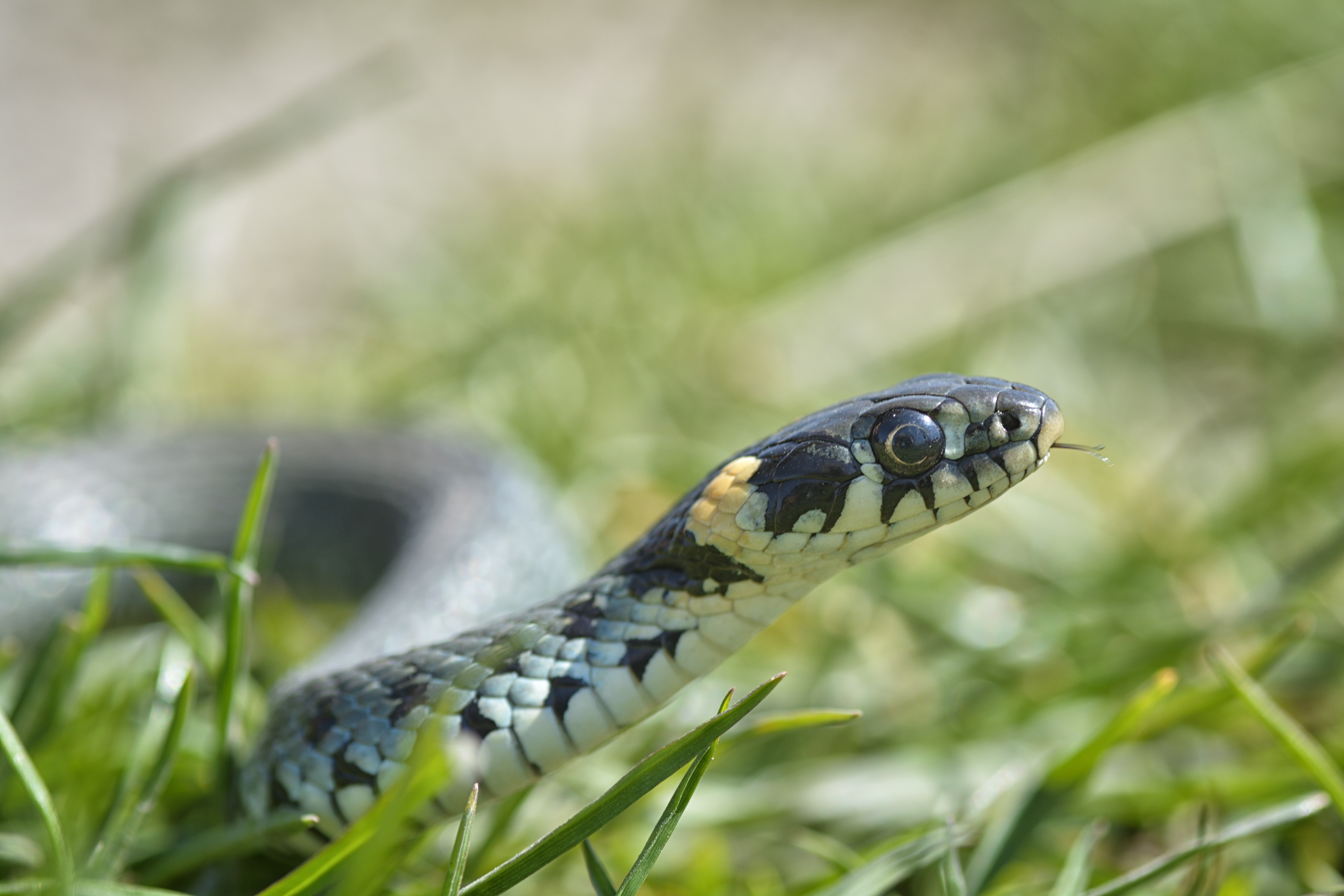 Un bărbat și-a scos cei 20 de șerpi la plimbare în parc. Reptilele sunt animalele lui de companie