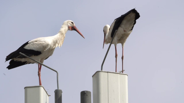 A început recensământul berzelor din România. Oricine poate fi un ornitolog amator cu ajutorul unei aplicații