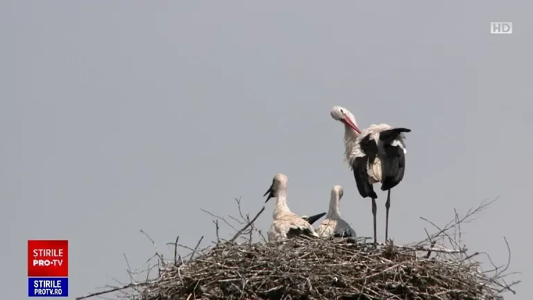 A început recensământul berzelor din România. Oricine poate fi un ornitolog amator cu ajutorul unei aplicații