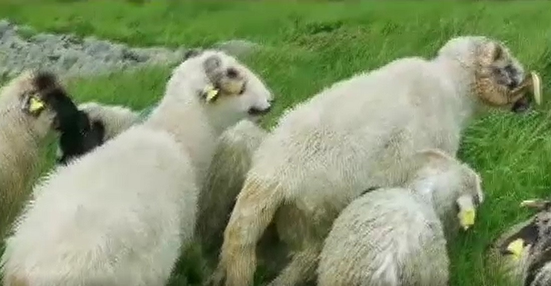 Masacru la o stână din Gorj. Zeci de oi au fost ucise și altele rănite de lupi și urși. „E pășunea plină de animale moarte”