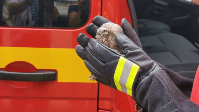 Pui de cucuvea, salvat de pompierii SMURD Galați. Pasărea căzuse dintr-un cuib și era încolțită de câteva pisici