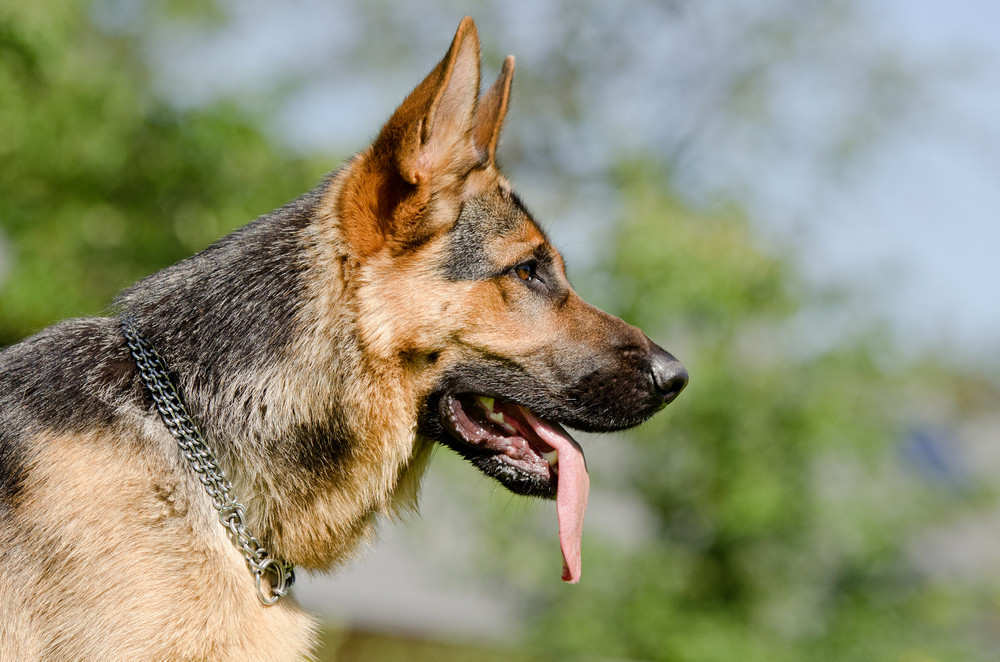 O fetiță de 6 ani a fost mușcată de față și de corp de câinele nașilor, la care se afla în vizită, în Pitești