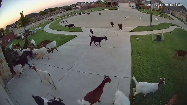O turmă de capre evadate de la o fermă a făcut ravagii într-un cartier din Dallas