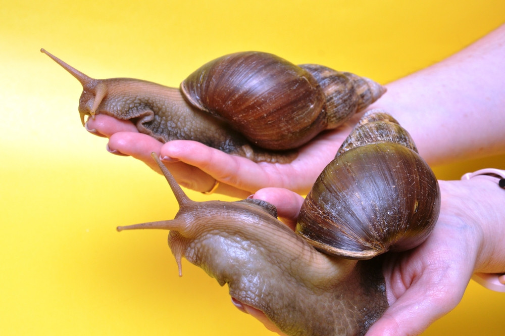 Melcul uriaș african