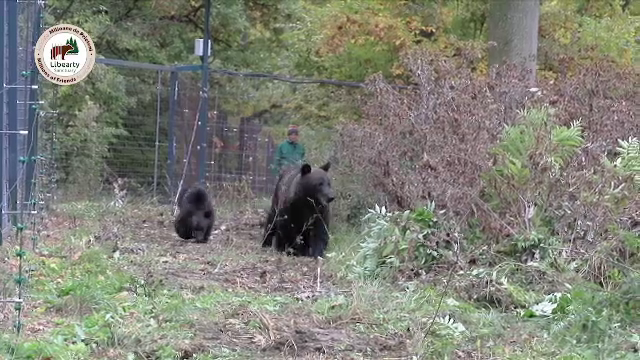 Trei indivizi au fost reținuți după ce au vânat urși și cerbi și au vândut carnea în străinătate. Ce se întâmpla cu trofeele