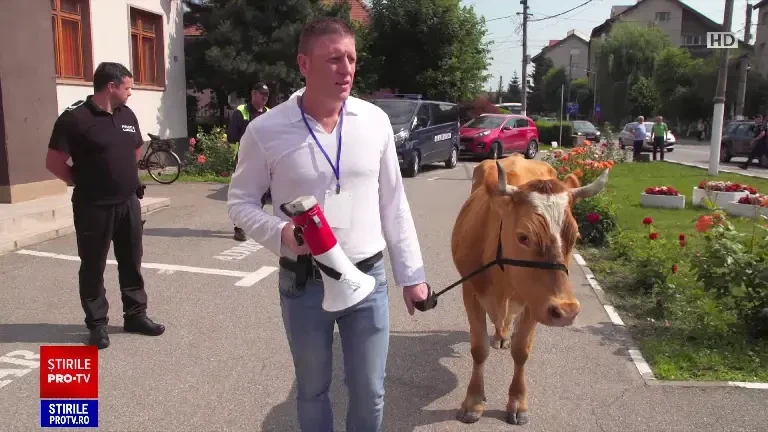 Protest la Codlea. Crescătorii de animale și-au dus vacile să pască pe spațiul verde din fața primăriei