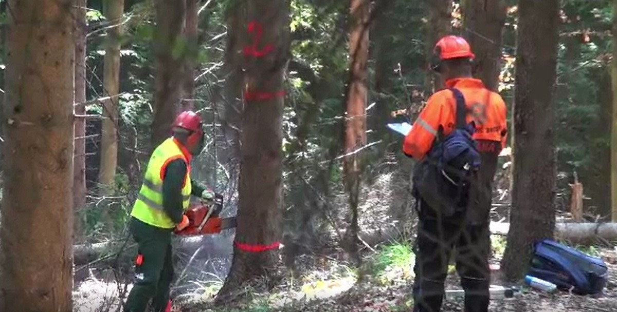 Bacău: Zeci de bărbați s-au luptat ca să demonstreze că sunt adevărați artiști în mânuirea drujbei. Prin ce probe au trecut