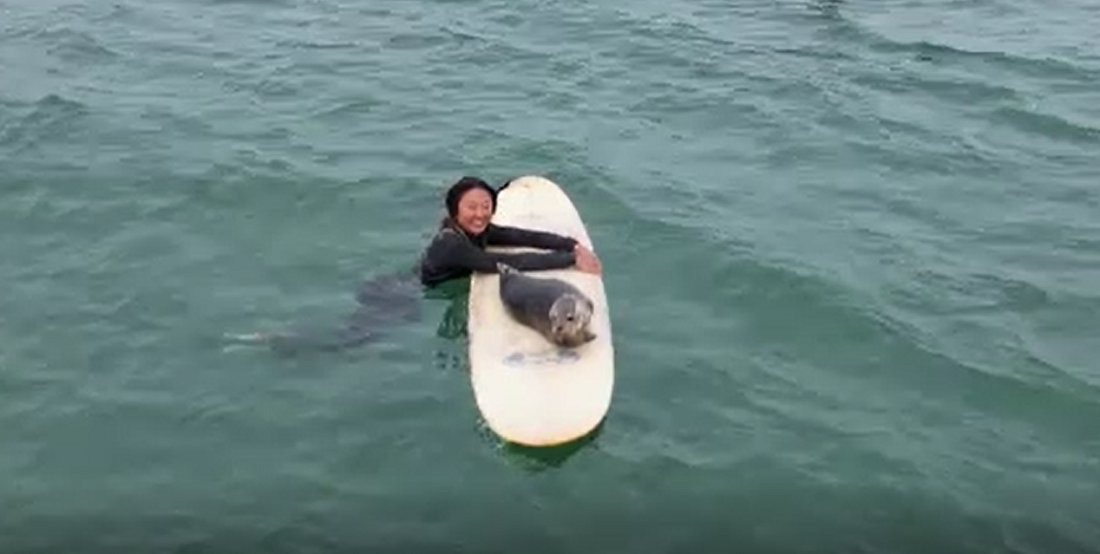 Un pui de focă a devenit vedetă în SUA, după ce s-a urcat pe o placă de surf. Ce a făcut după ce ajuns acolo