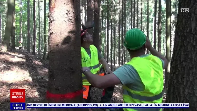 Bacău: Zeci de bărbați s-au luptat ca să demonstreze că sunt adevărați artiști în mânuirea drujbei. Prin ce probe au trecut