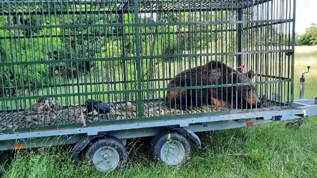 Încă un urs capturat în județul Prahova, al doilea în câteva zile. Animalul a fost relocat