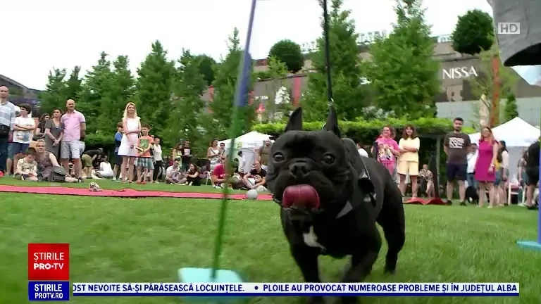 Festival dedicat cățeilor, la Iași. Pentru cățeii de talie mică, traseele au fost puțin mai dificile