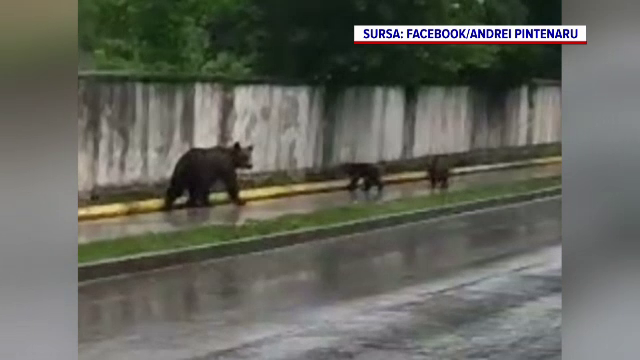 O ursoiacă a plecat la plimbare cu puii prin Azuga, pe o ploaie torențială. Mesajele RO-Alert se țin lanț în plină zi