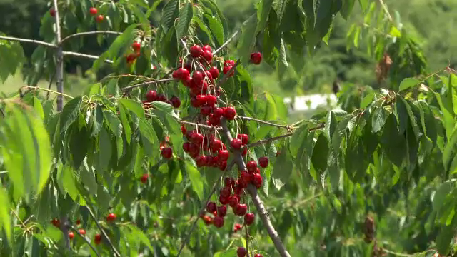 Cireșe culese și cumpărate direct din pom, cu 10 lei kilogramul. Unde se întâmplă