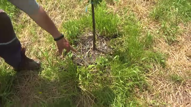 Invazie în Hunedoara. ”Intră pe gaura cheii, îi găsești oriunde, pe clanță, în papuci. E un film de groază”