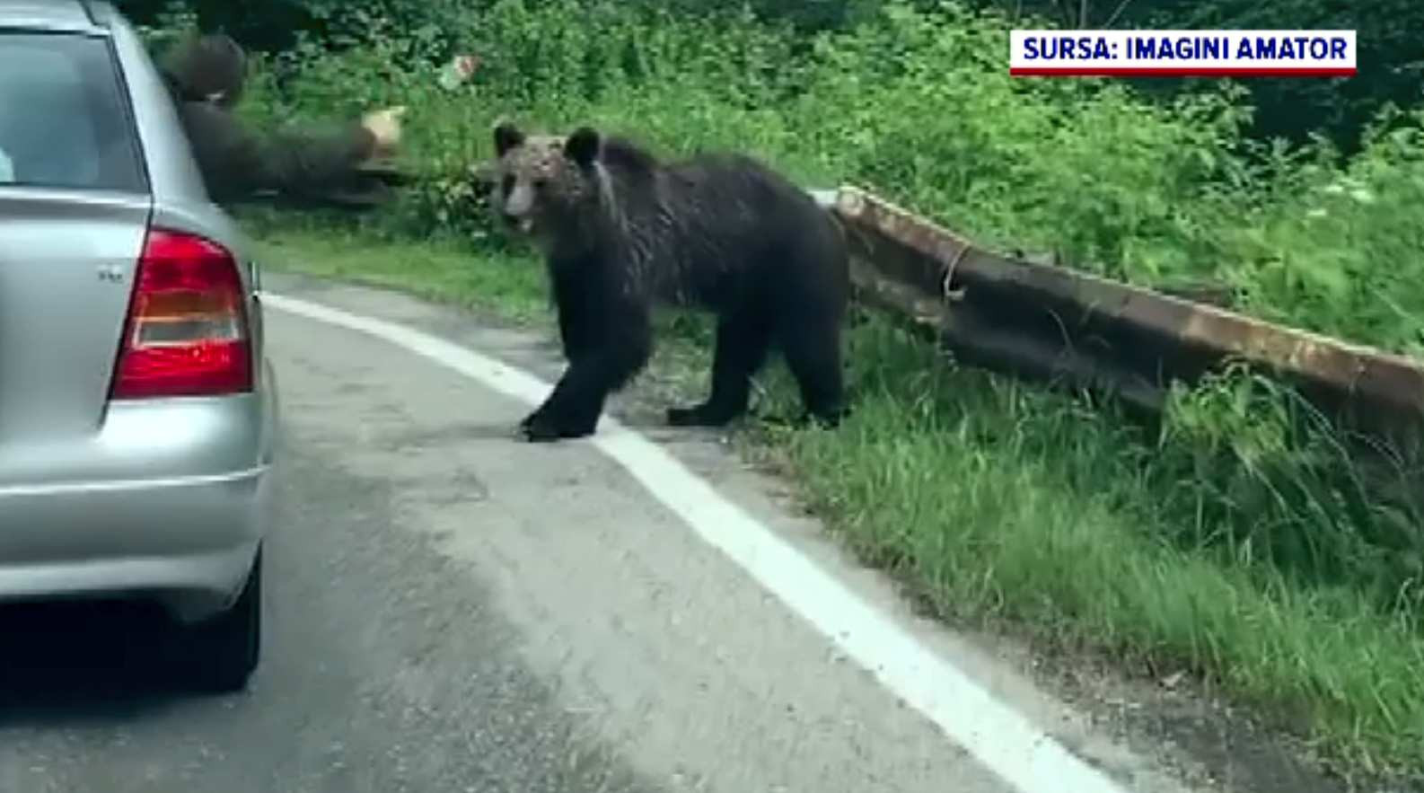 Panică în Râmnicu Vâlcea. A fost emis RO-ALERT din cauza unui urs