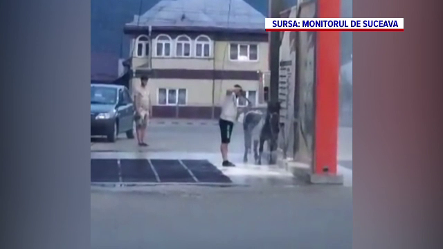 Bărbat filmat în timp ce își curăță poneiul cu detergent la o spălătorie auto. Poliţia animalelor s-a autosesizat