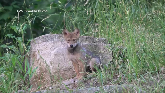 A fost sărbătoare la o grădină zoologică din SUA. Ce au celebrat angajații
