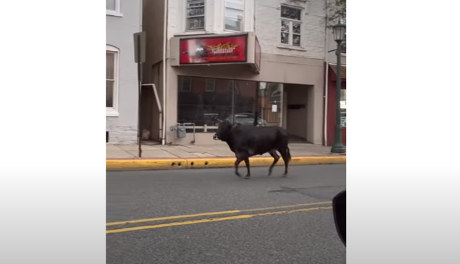 „Vacă agresivă - Nu vă apropiați”. Cum au fost terorizați studenții unui campus și locuitorii unui oraș de o bovină | VIDEO