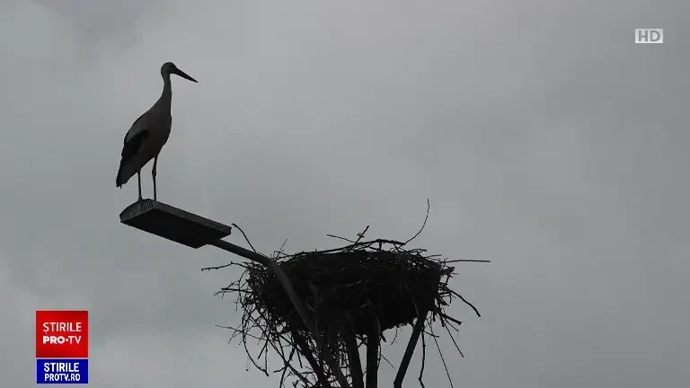 Ornitologii au început inelarea puilor de barză. Numărul păsărilor este în creștere