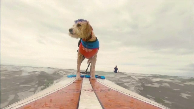 Scooter, câinele terapeut care știe să facă surf. Lucrează cu copii care au dizabilități și poate fi prescris de medici