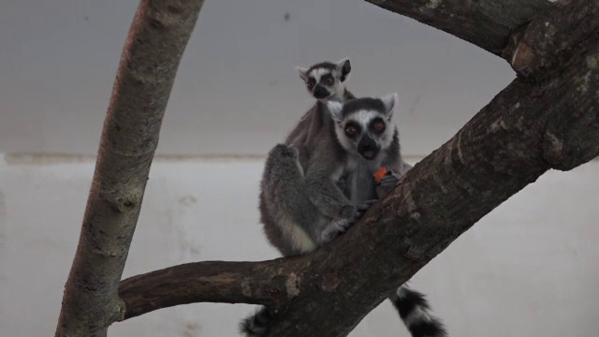 Familia de lemurieni de la Grădina Zoologică din Târgu Mureș s-a mărit. Puii cântăreau la naștere mai puțin de 100 de grame