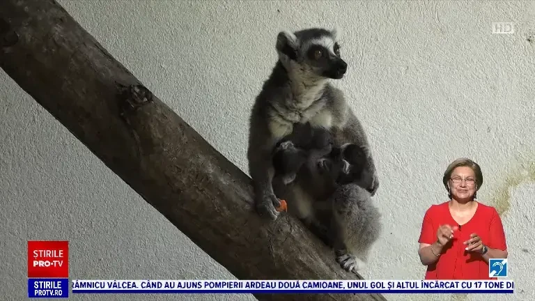 Familia de lemurieni de la Grădina Zoologică din Târgu Mureș s-a mărit. Puii cântăreau la naștere mai puțin de 100 de grame