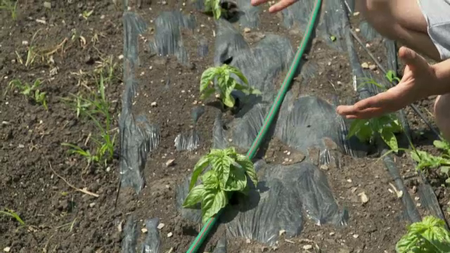 România are culturi tot mai generoase de lavandă, mentă, busuioc și salvie. Plantele aromatice nelipsite din restaurante