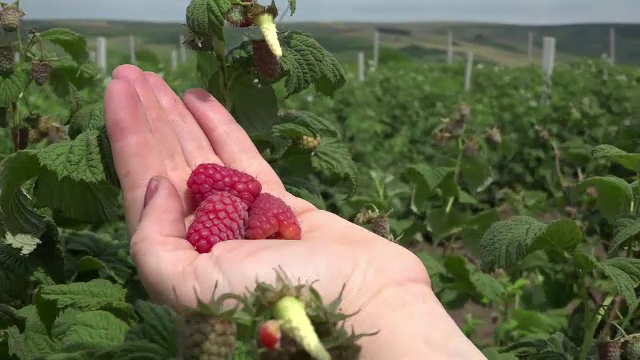 Zmeura de anul acesta e mai bună ca oricând: ”E specială, are un gust foarte aromat”. Câtă zmeură mănâncă un român