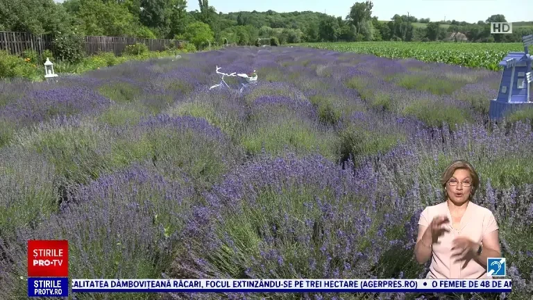 România are culturi tot mai generoase de lavandă, mentă, busuioc și salvie. Plantele aromatice, nelipsite din restaurante